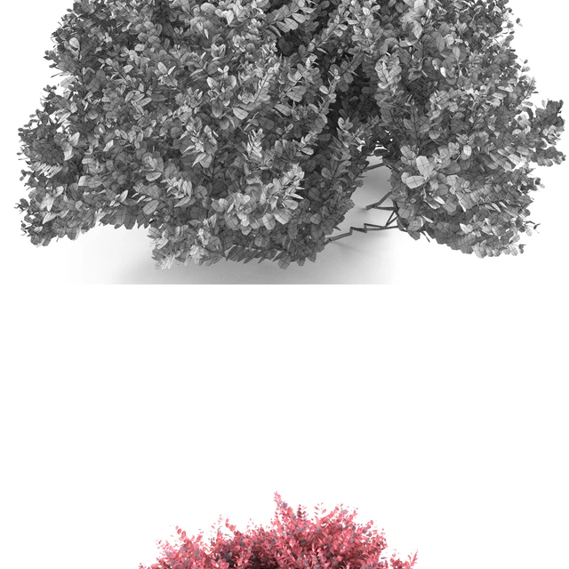 Barberry Thunberg bush | Berberis thunbergii Atropurpurea Nana — Descargar