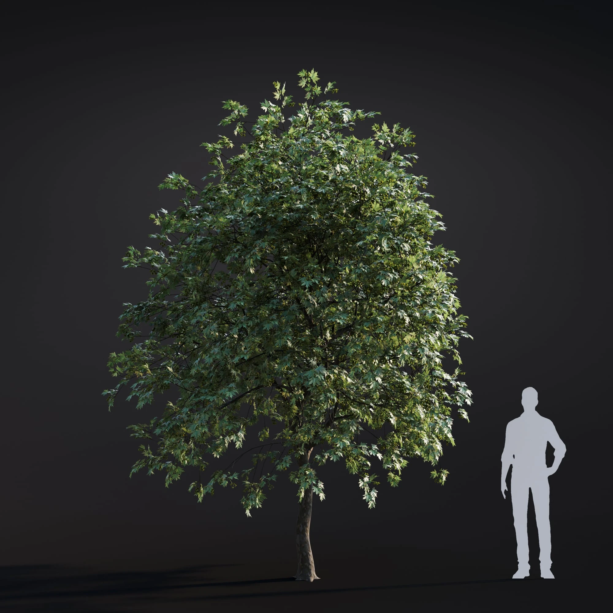 049 platanus acreifolia — Descargar