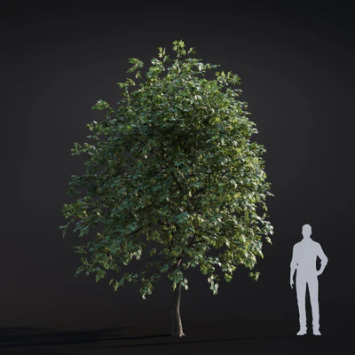 049 platanus acreifolia — Descargar