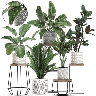 A collection of small plants on a flower stand in pots with Palm, ficus, strelitzia, a shelf with flowers. Set 702 — descargar