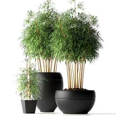 BAMBOO PLANTS 18 — Descargar