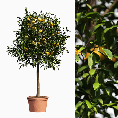 limon bushes — Вид 1