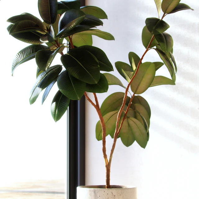 Ficus elastica decora (large) — Скачать