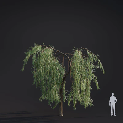 017 willow weeping — Скачать