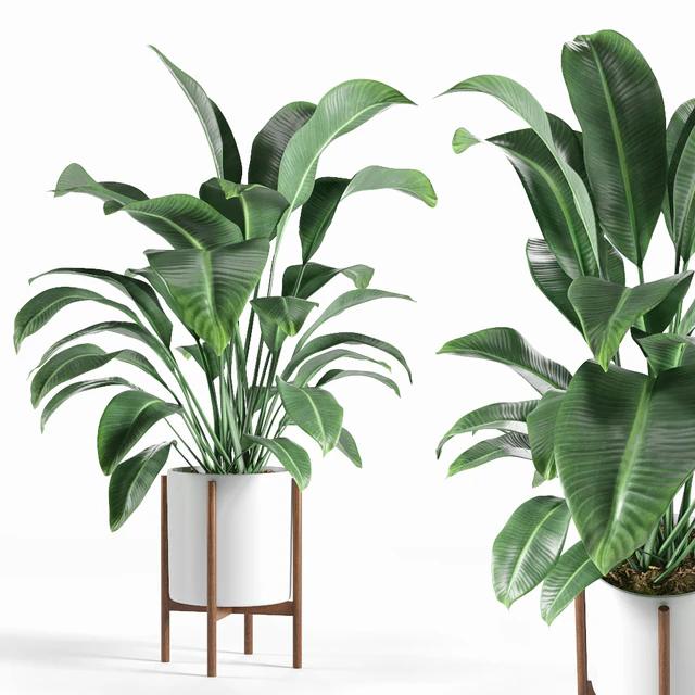 Pot plant — Descargar