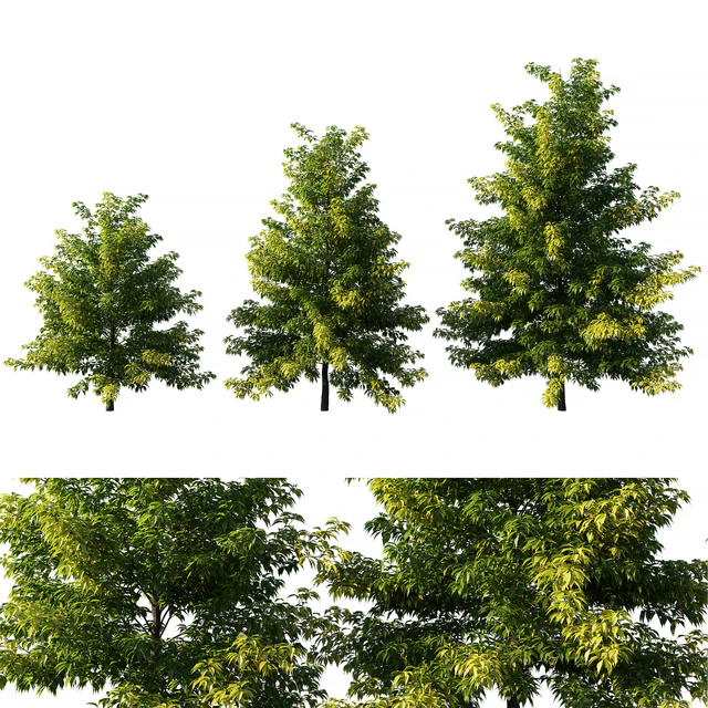 Nyssa sylvatica tree 01 — Descargar