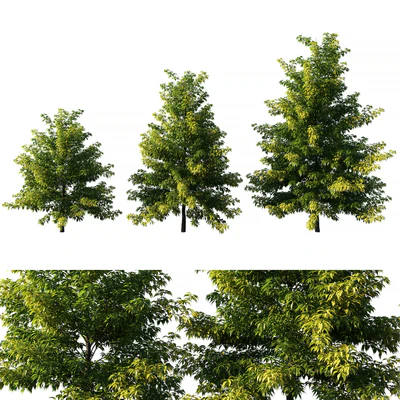 Nyssa sylvatica tree 01 — Descargar