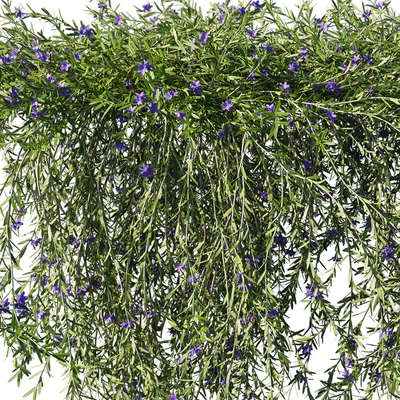 Rosemary creeping — Вид 2