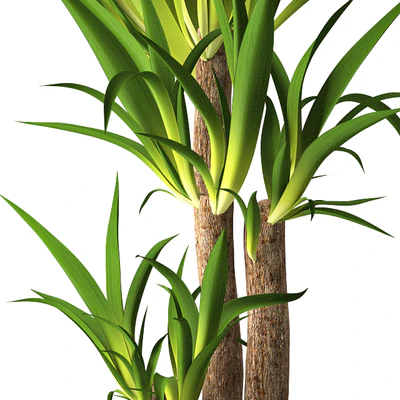 Yucca plant — Вид 2