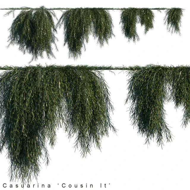 Casuarina cousin it creeper — Descargar