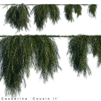 Casuarina cousin it creeper — Descargar