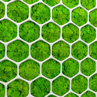 Stabilized moss, Panel, green wall, landscaping, phytowall, phytomodule — Ver 3