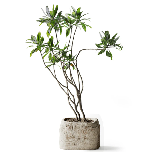 Tree in stone Planter — Descargar