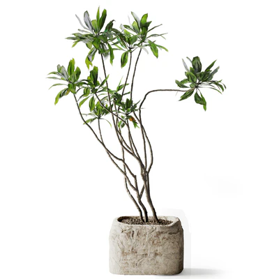 Tree in stone Planter — Ver 3