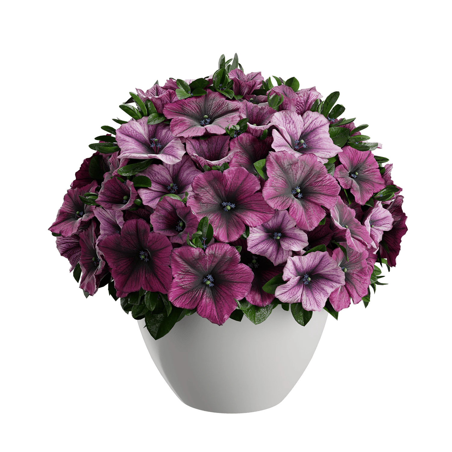 plant petunia — Скачать
