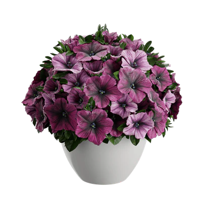plant petunia — Скачать
