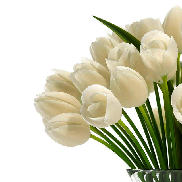 LIGHT TULIP — Descargar