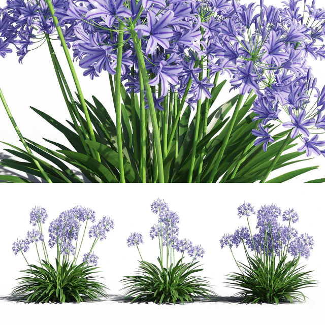 Agapanthus — Descargar