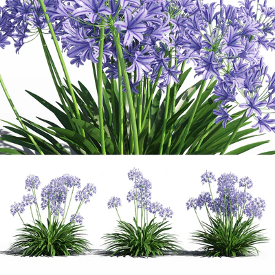 Agapanthus — Ver 1