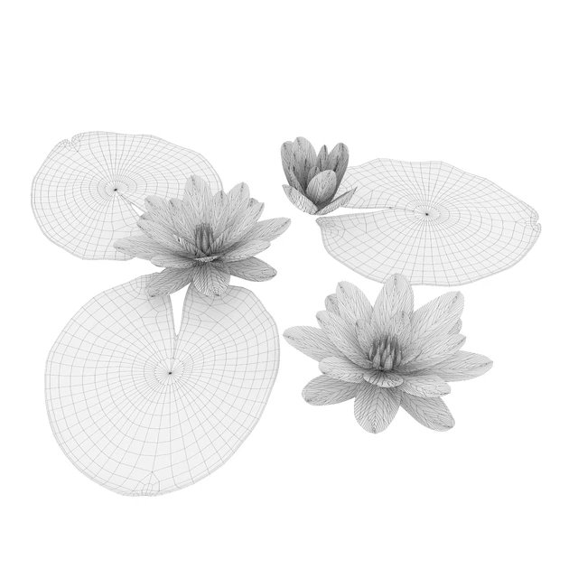 Water lily — Descargar