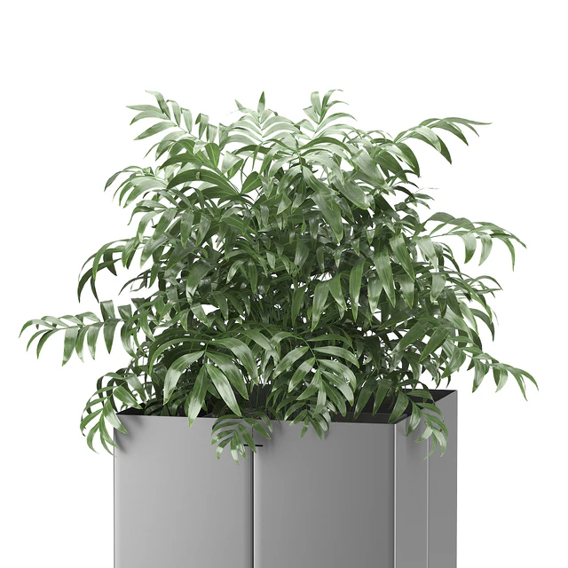 Palm tree in a pot 03 (CAPE Collection) — Скачать