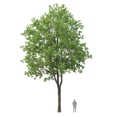 Oak — Вид 3