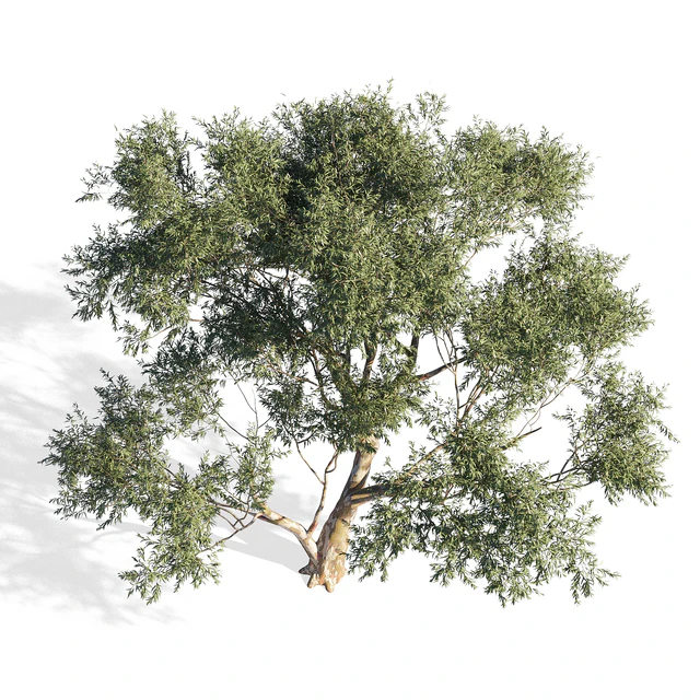 Eucalyptus 6 — Скачать