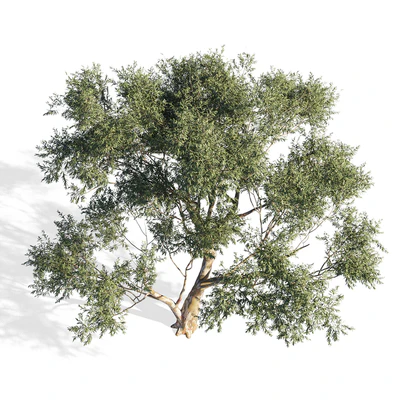 Eucalyptus 6 — Вид 2