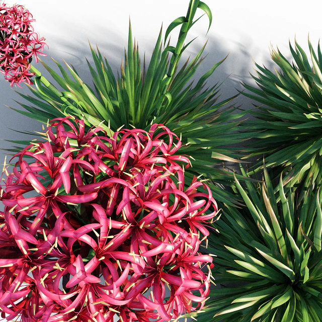 Gymea Lily / Doryanthes excelsa — Скачать