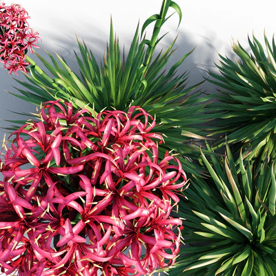 Gymea Lily / Doryanthes excelsa — Вид 5