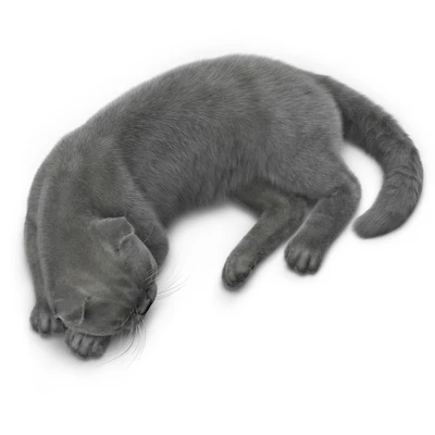 CAT 6 Corona — Ver 4
