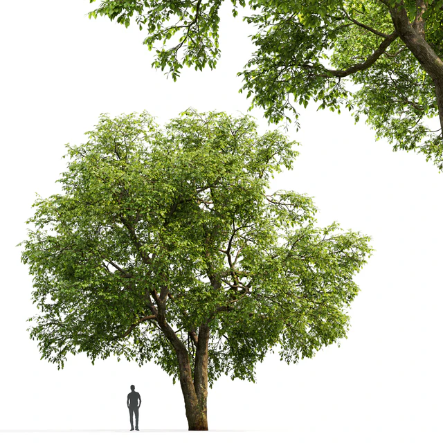 Elm — Descargar