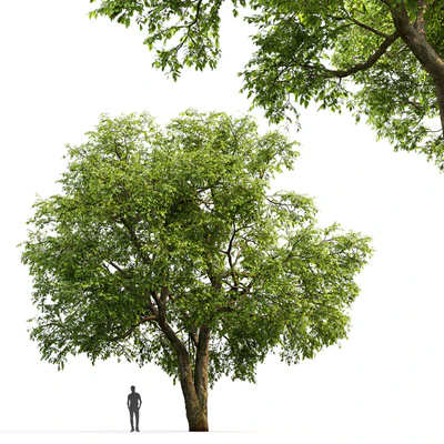 Elm — Ver 3