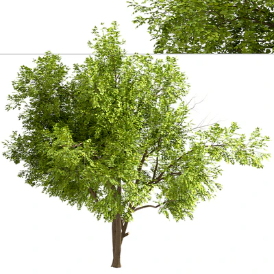 Set of Robinia Pseudoacacia Trees (Black Locust) (2 Trees) — Ver 4