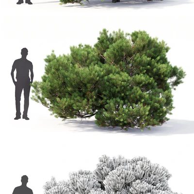 Pine — Вид 3