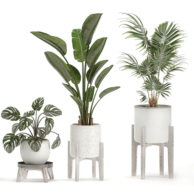 Collection of small plants in white pots on legs with Strelitzia, banana palm, hovea, monstera, alokasia. Set 557. — Descargar