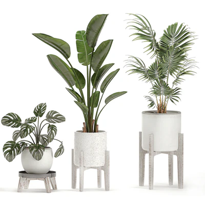 Collection of small plants in white pots on legs with Strelitzia, banana palm, hovea, monstera, alokasia. Set 557. — Ver 4