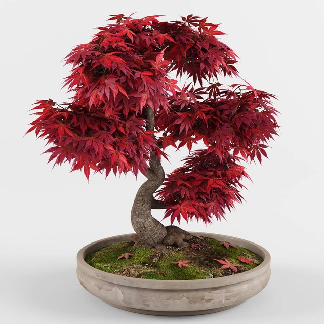 Bonsai Japanese Maple decorative tree — Скачать