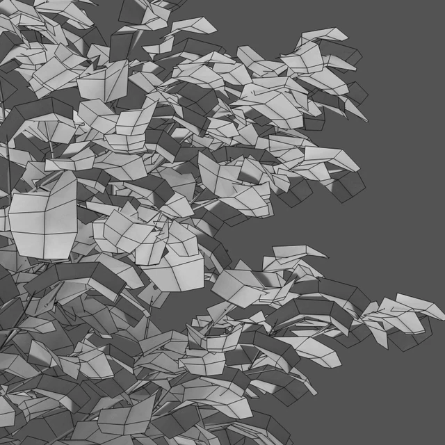 Carpinus betulus - Hornbeam - 01 — Descargar
