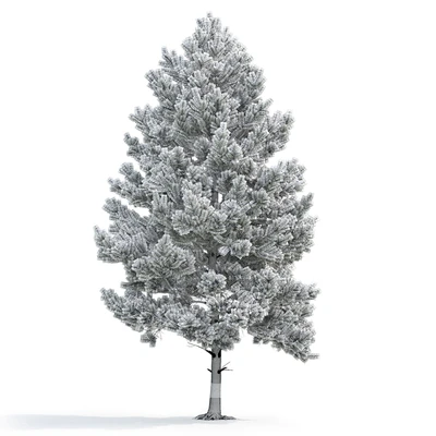 Pine — Ver 3