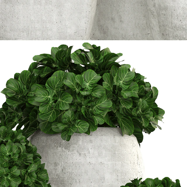 Collection of plants 146. Bush, bushes, garden plants, concrete pot, flowerpot, outdoor, decorative — Descargar