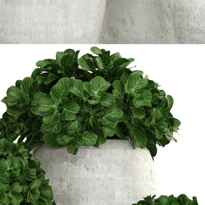 Collection of plants 146. Bush, bushes, garden plants, concrete pot, flowerpot, outdoor, decorative — Ver 3