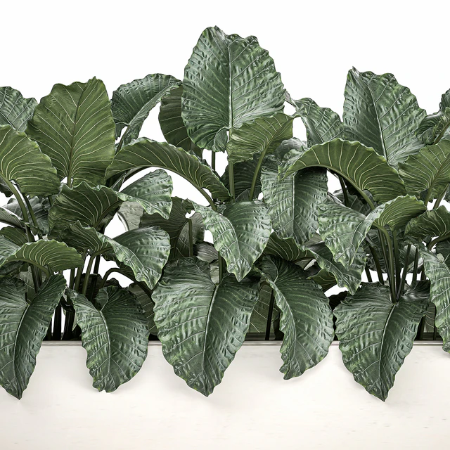 Exotic decorative lush thickets of Alchemy bushes in a white pot flowerbed. Set 507. — Descargar
