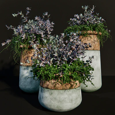Persian shield plant — Ver 1