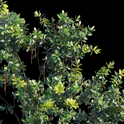 Barringtonia Acutangula Var 2 — Ver 2