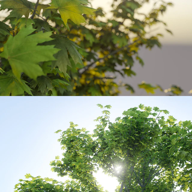 Maple tree — Скачать