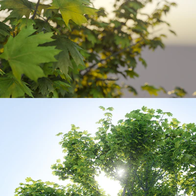 Maple tree — Вид 3