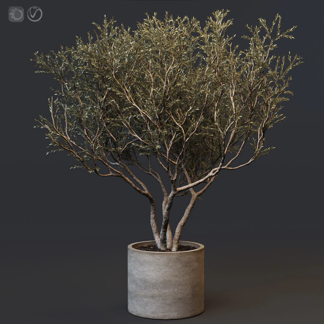 Plant set 02 - European olive — Скачать