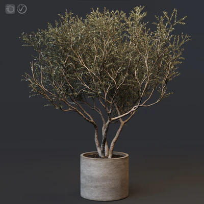 Plant set 02 - European olive — Вид 1