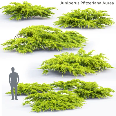 Juniper Medium Aurea | Juniperus Pfitzeriana Aurea # 1 — Ver 1